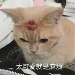 猫咪表情包合集生活奇奇怪怪,我得可可爱爱