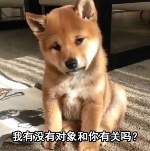 柴犬wink表情包萨摩耶