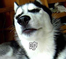 柴犬哈士奇自拍表情包哈士奇