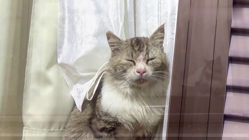 这只小猫咪表情好可爱,脸贴在了窗户上,是在给谁卖萌吗