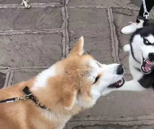 哈士奇跟柴犬干上了,一大波表情包正在袭来,笑死人啦