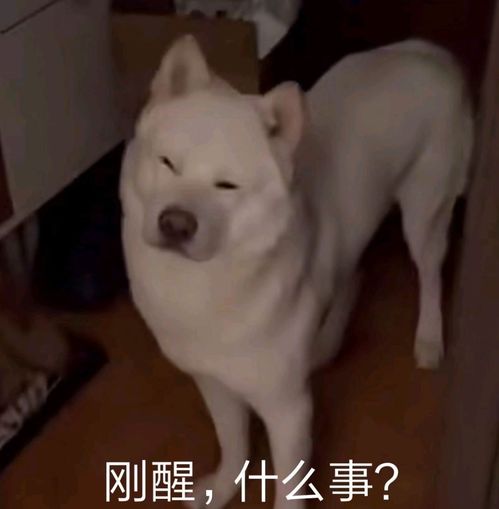 你上课时会犯困到什么程度哈哈哈