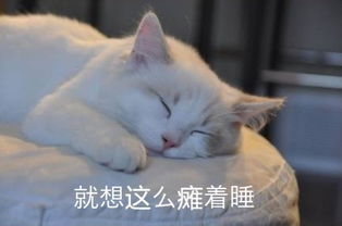 你用过哪些成套的表情包