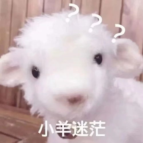 表情包小熊能有什么坏心眼呢