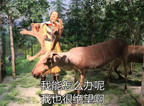 你们在博物馆看文物,我在内蒙古博物院找表情包