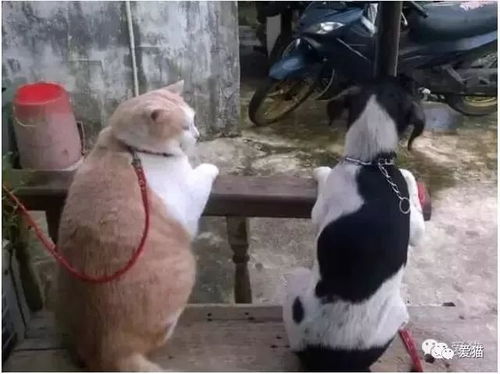 胖,胖,胖,胖,胖,胖,胖,胖,胖,胖......
