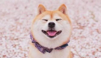 十二星座最适合养的宠物金牛座的超萌,天蝎座的最可爱