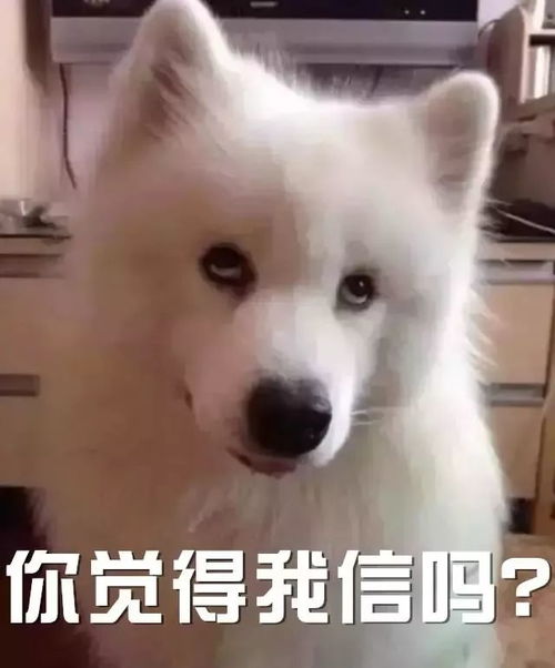 收好了狗年表情包大全有了这些,过年斗图不再怕