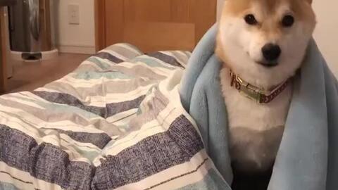 柴犬,winkwink