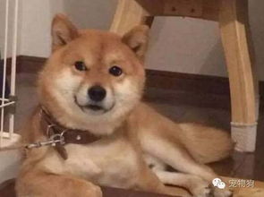 柴犬这种与生俱来的骚包气质,请问你们上辈子是人类嘛