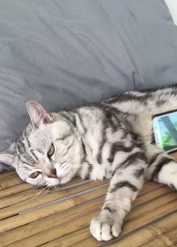 猫躺在床上被当作手机支架,猫没看见我满脸写着高兴吗