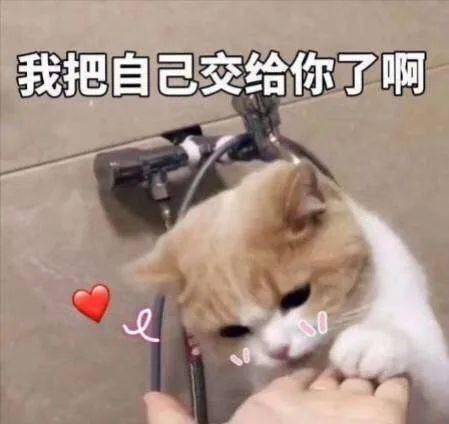 它不能陪你一生,但它一生都在陪你