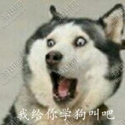 我给你学狗叫吧表情包下载我给你学狗叫吧表情包app下载我给你学狗叫...