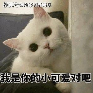 那你养我呀表情包那天