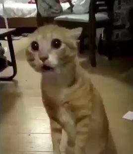 是杧果还是芒果