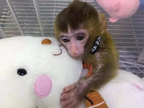 这猴估计要不行了后来,它成了院霸