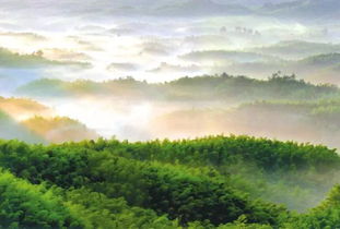 中国最美十大森林去过这些地方,我再也不想回来了