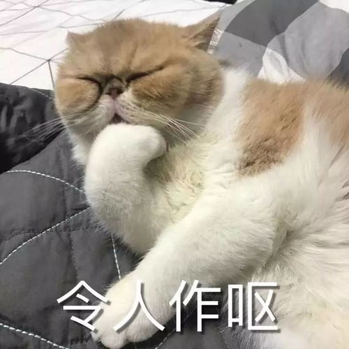 壁纸头像超可爱搞笑猫咪表情包