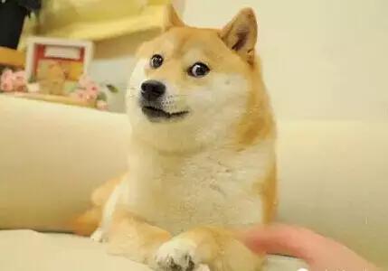 事实证明,柴犬绝对是汪星球最魔性的品种