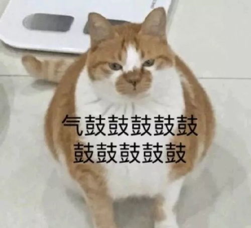 厉害了动物沙雕表情包赶紧马住