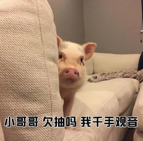 表情包教大家如何一句话搭讪小哥哥