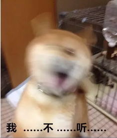 哈士奇大战柴犬,快进来收表情包啦