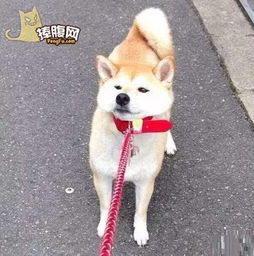 有一种狗叫柴犬二货程度堪比哈士奇