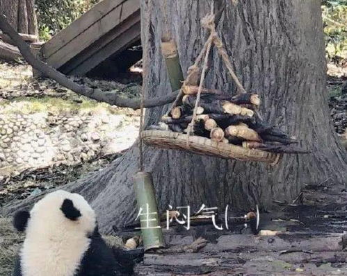 熊猫叉腰火了后,自闭生闷气熊猫火了弱小无助又可怜