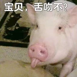 迷你猪表情包