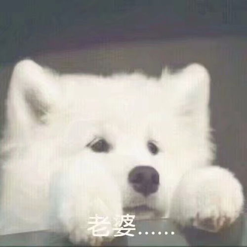 萨摩耶可爱狗狗表情包