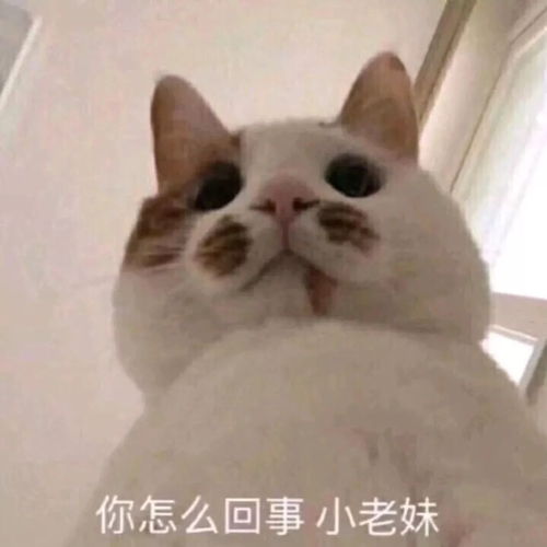 斗图小表情11.25