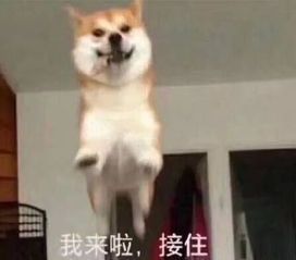 群里冒泡用的表情包你的小可爱,突然出现