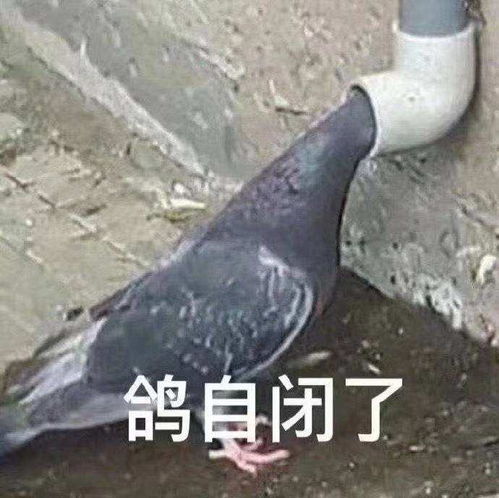 雅思阅读总是5.5怎么办