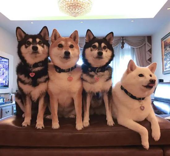 网友家养了四只柴犬有一只每次合照就开始搞事情