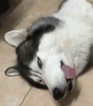 提高毛孩子抵抗力的妙招