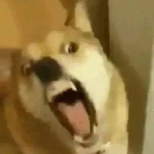 狗套套表情包