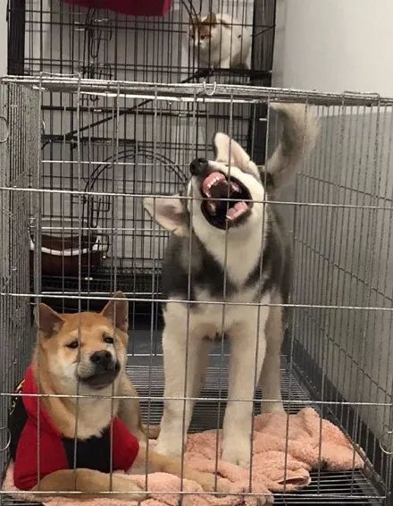 把柴犬跟哈士奇关在一起,柴犬一副嫌弃的表情也是很魔性
