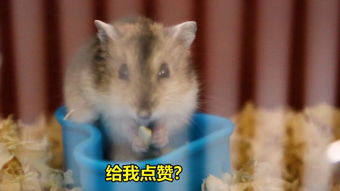 仓鼠吃东西
