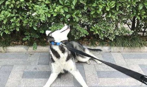 哈士奇遛狗时乱跑,被主人扛在肩上教训,小表情亮了,笑哭主人