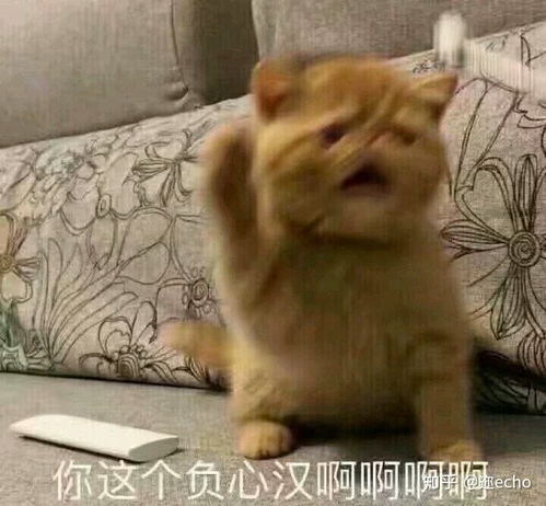 有哪些搞笑的表情包