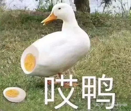 adameve小簧片里的人为什么都不带套