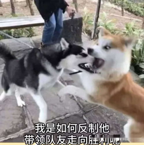 今天教大家如何打爆边路插秧王马超