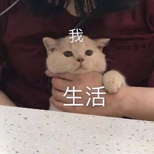 萌宠表情包我被打了,我是弟弟