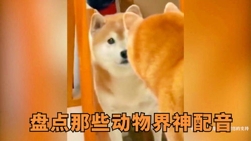 搞笑动物表情包配音盘点