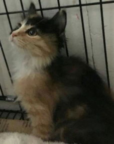 你一定会有猫的