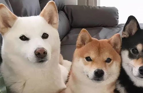 柴犬哈士奇自拍表情包自来熟