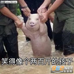 从地震中被救出的猪被做成表情包别他妈揪我耳朵猪猪表情包下载乐游网游戏下载