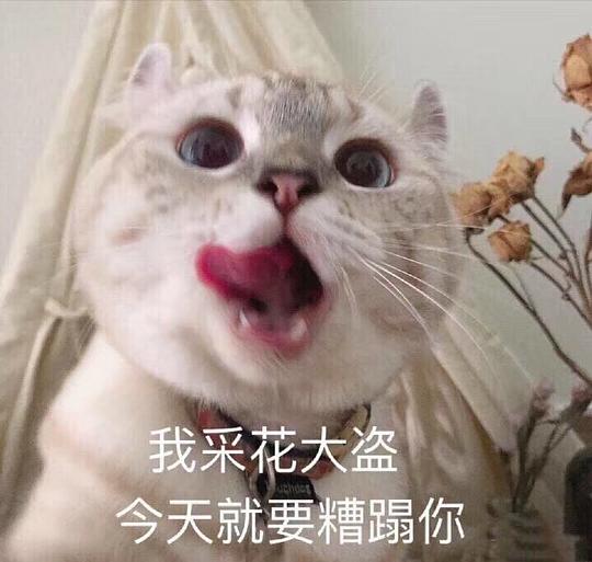 大路的相册动物表情包