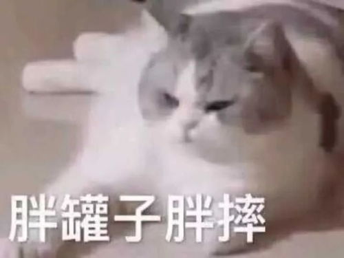 沙雕表情包有意思的文案