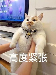 今晨台湾地震我省地震预警黄金时间,争取到了